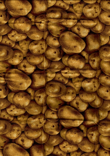 Kartoffeln, 45 x 110 cm